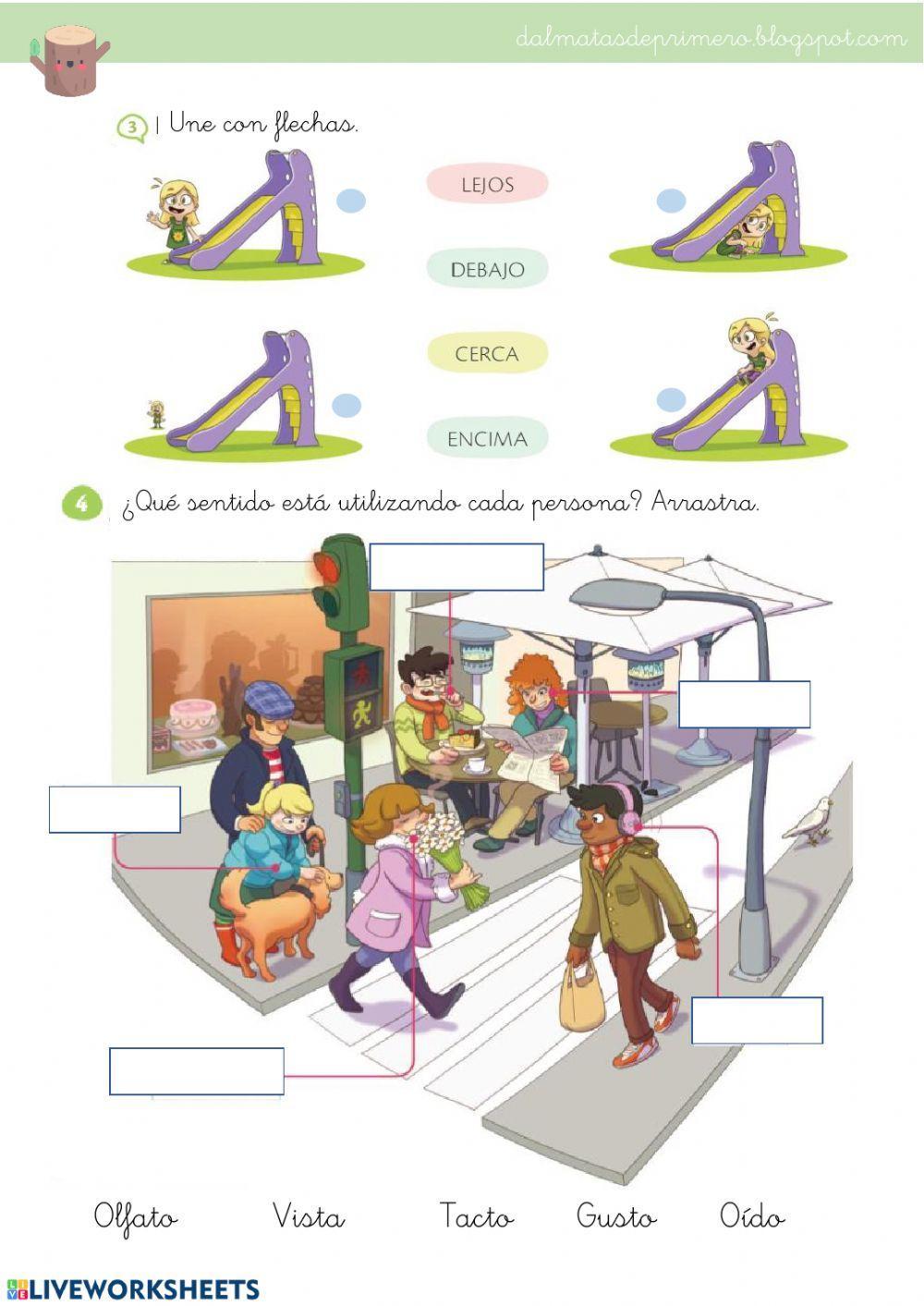 Repaso ciencias primero primaria