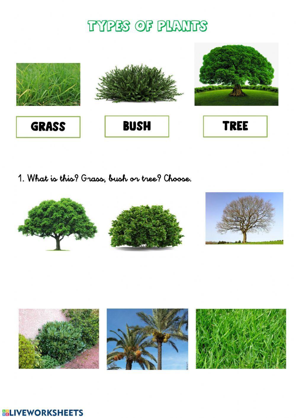 Types of plants Types of plants