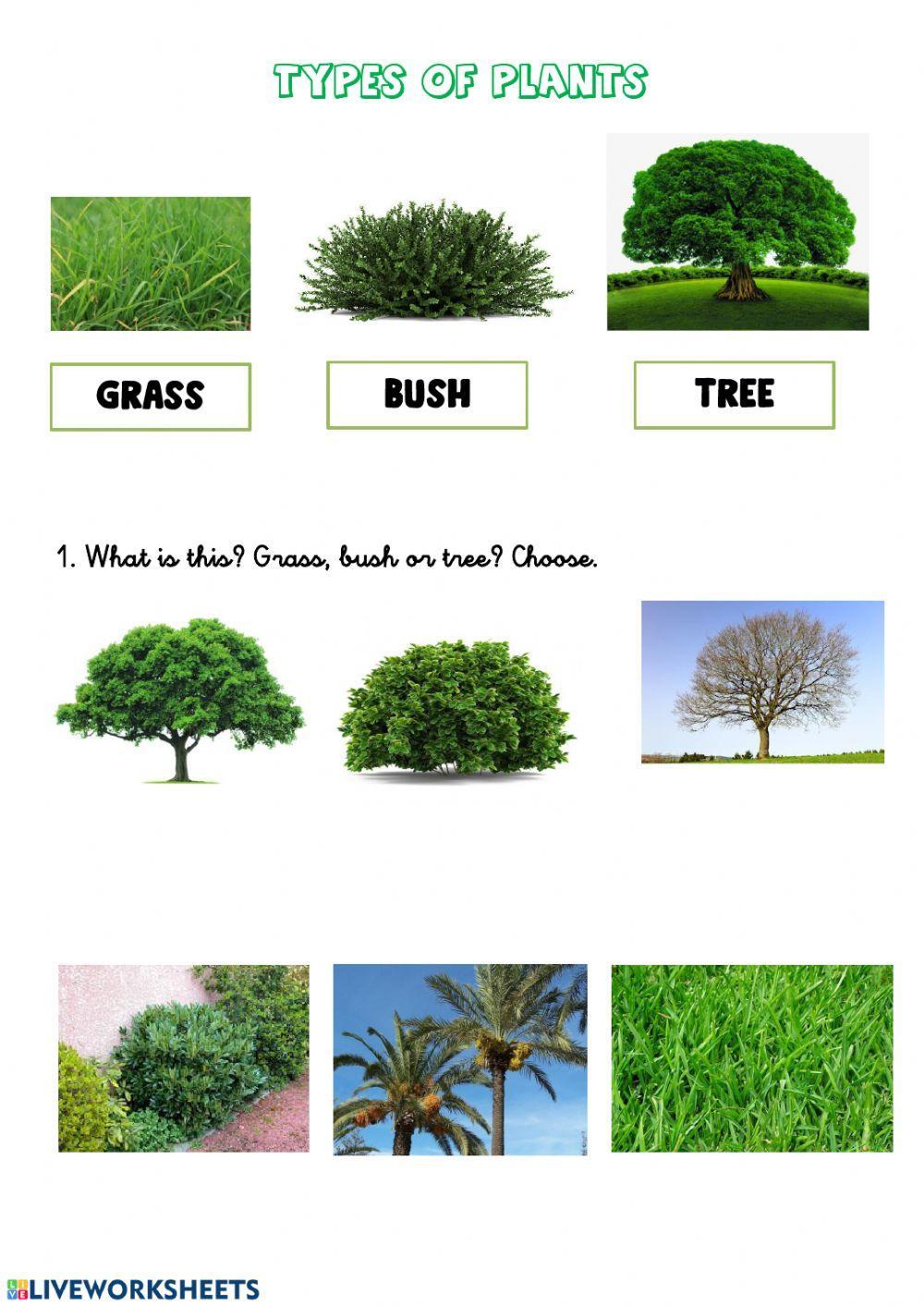 Types of plants