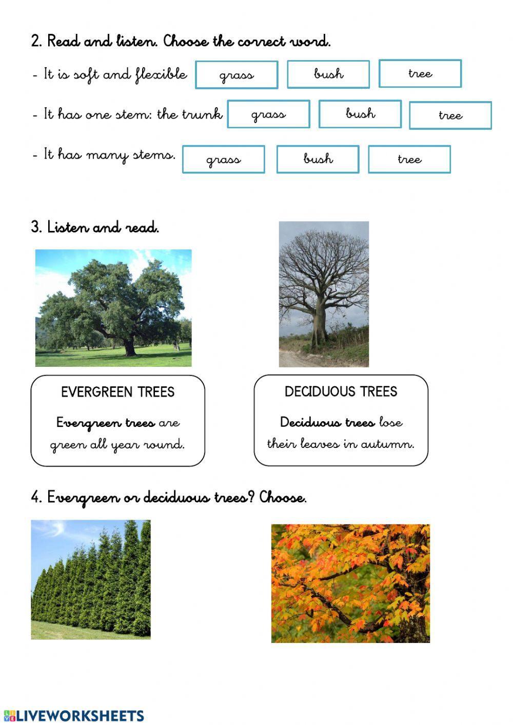 Types of plants Types of plants