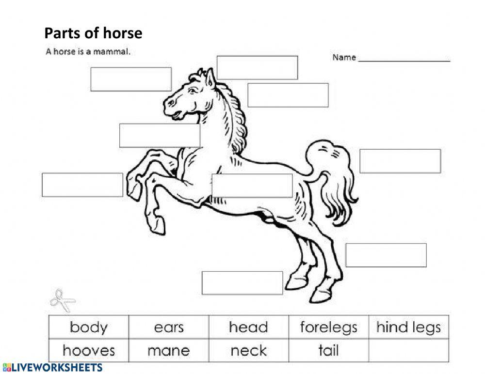 Parts of horse worksheet | Live Worksheets