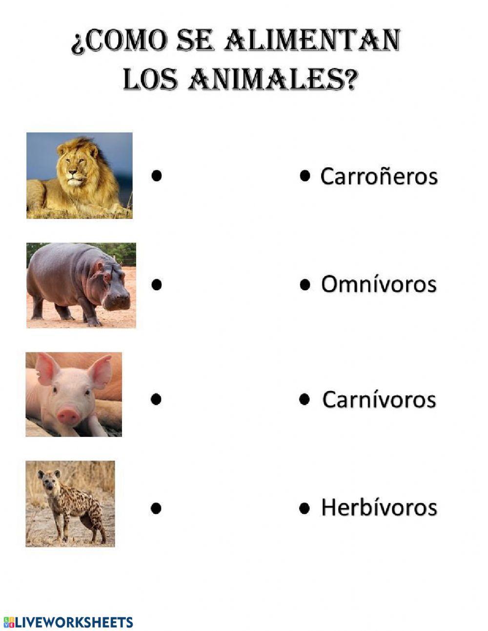 ¿Como se alimentan los animales?