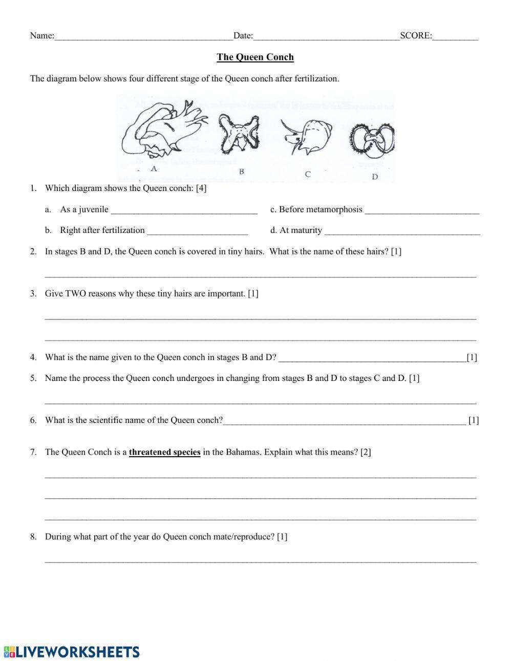Life Cycle of Queen Conch