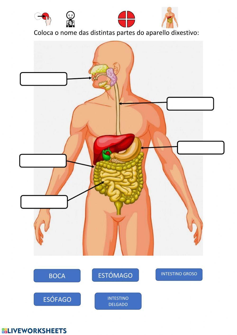 O aparello dixestivo