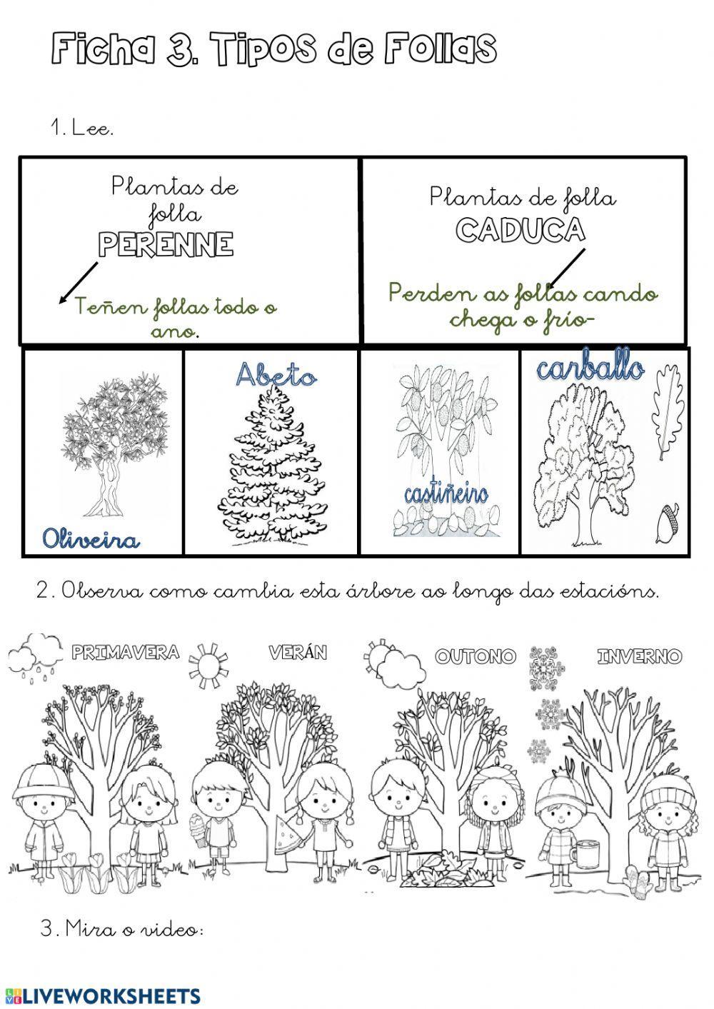 Ficha 4. folla caduca e folla perenne