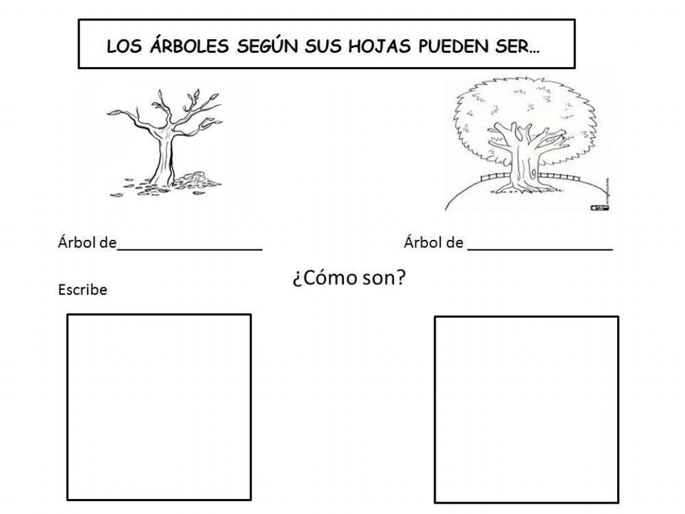 Hoja caduca y hoja perenne