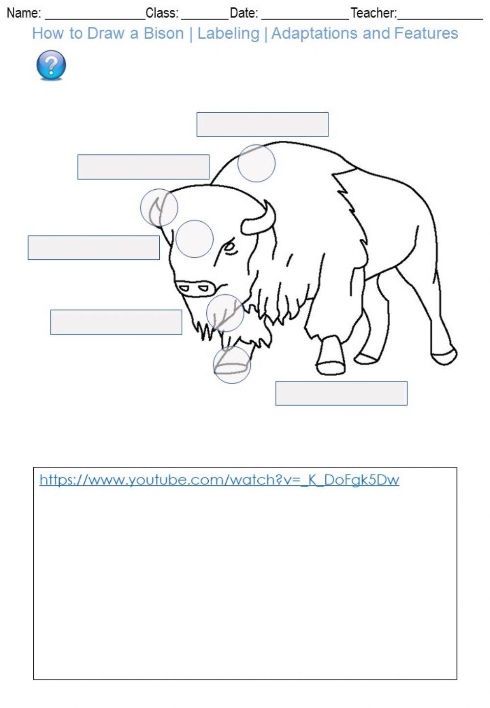 How to Draw a Bison - Labeling - Adaptations and Features