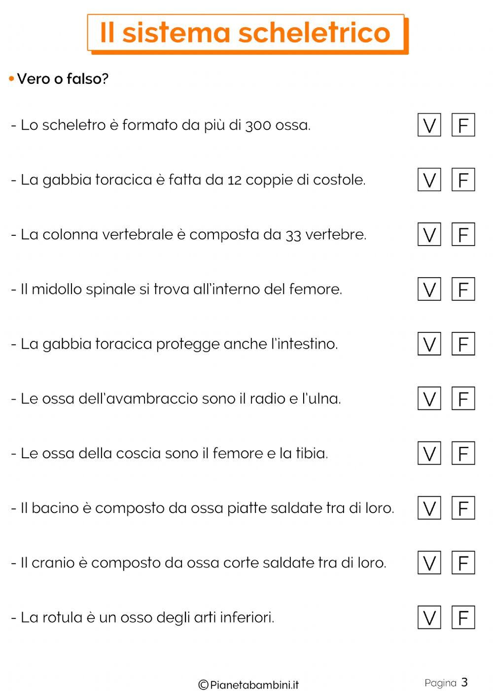 cranio del sistema scheletrico