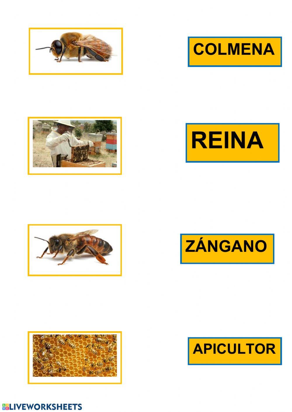 Vocabulario abejas