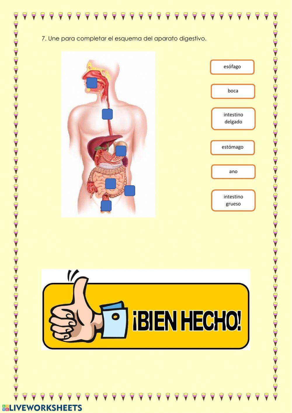 Nutrientes, alimentación y aparato digestivo