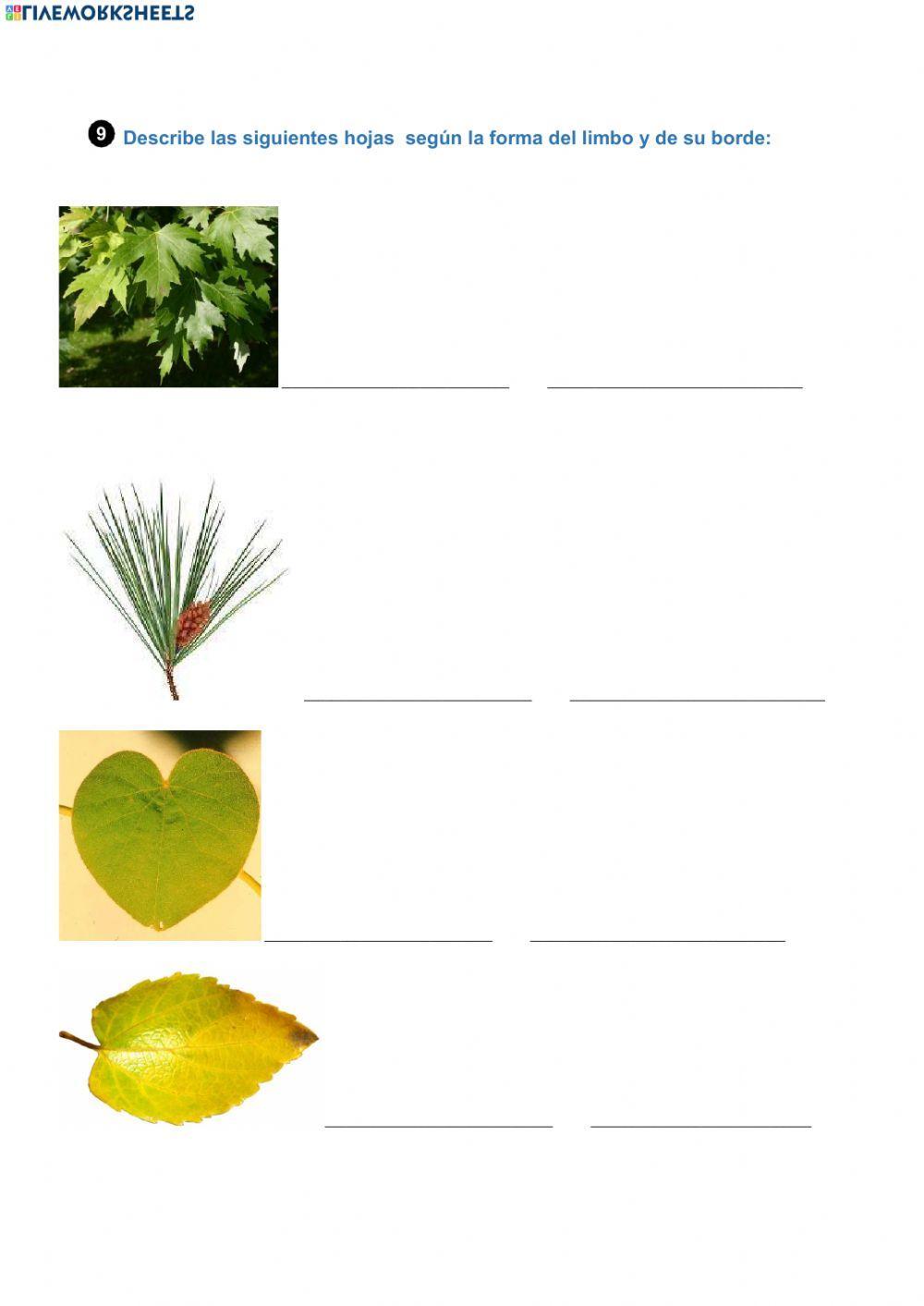 Examen unidad 4 - NATURALES