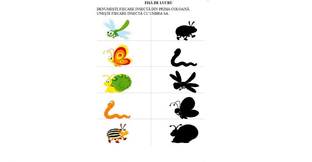 Insecte și umbra lor