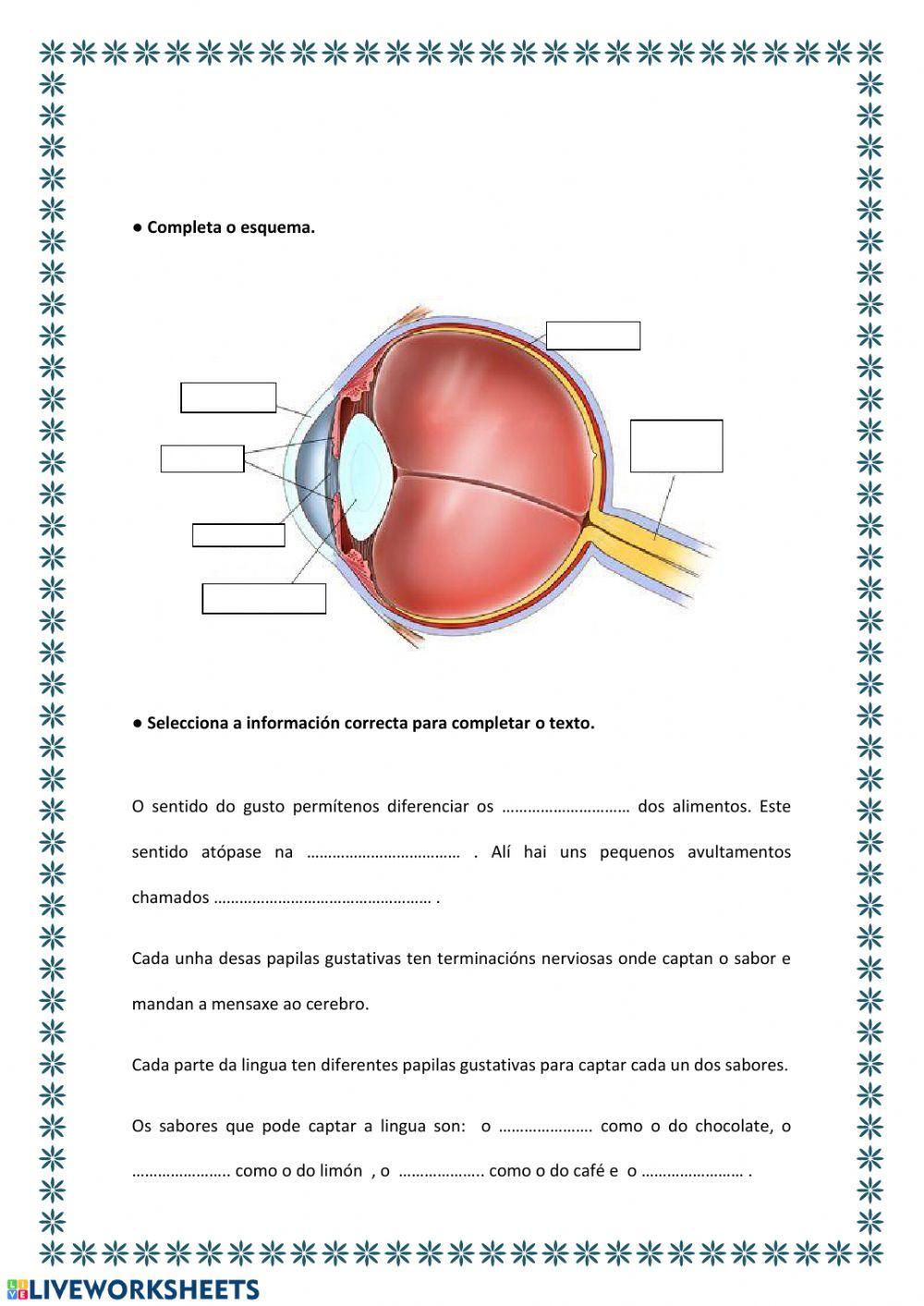 Órganos dos sentidos