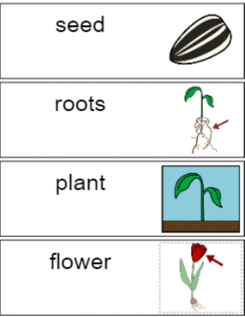 Parts of a Plant Vocabulary Speaking Exercise