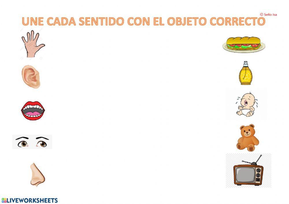 Órganos de los sentidos