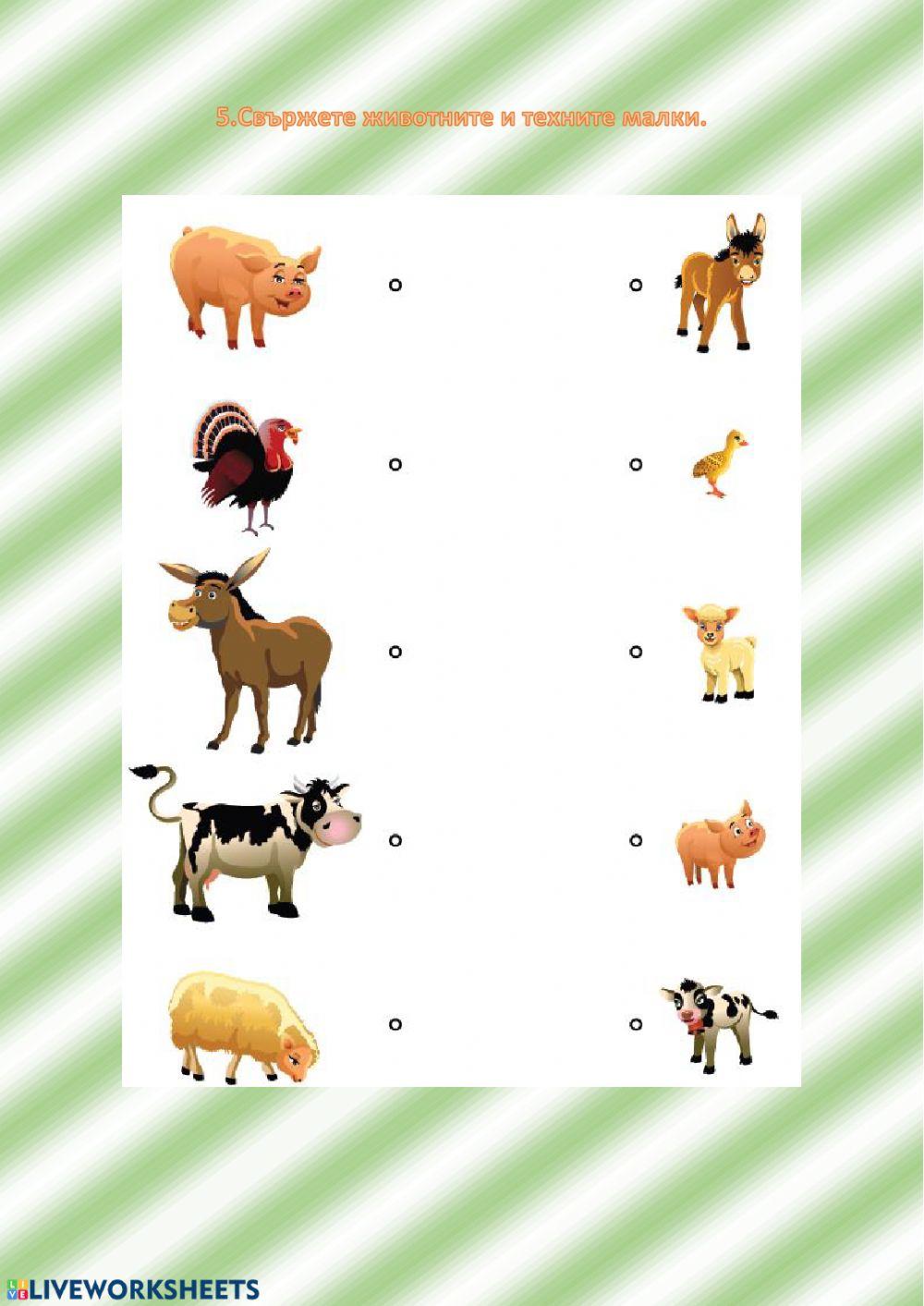 Домашни животни