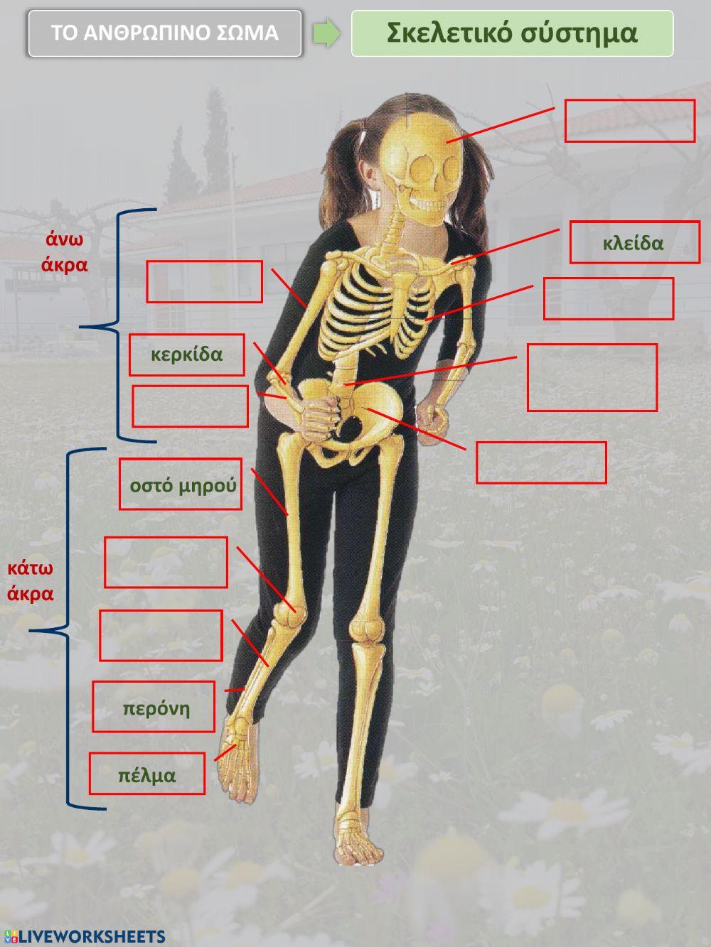 Το ερειστικό (σκελετικό) και το Μυϊκό σύστημα