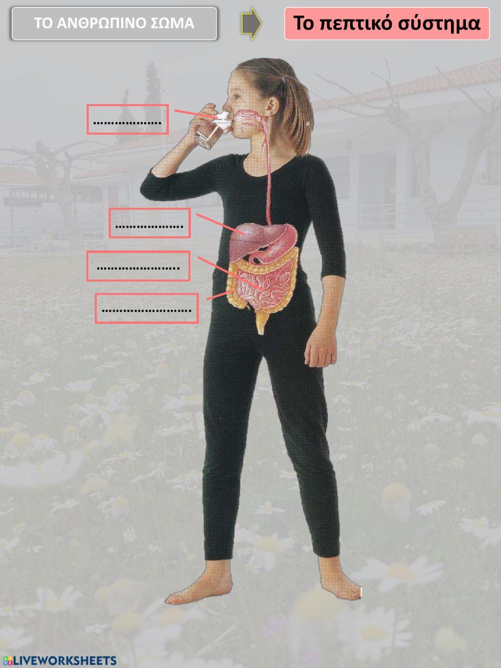 Το νευρικό και το πεπτικό σύστημα