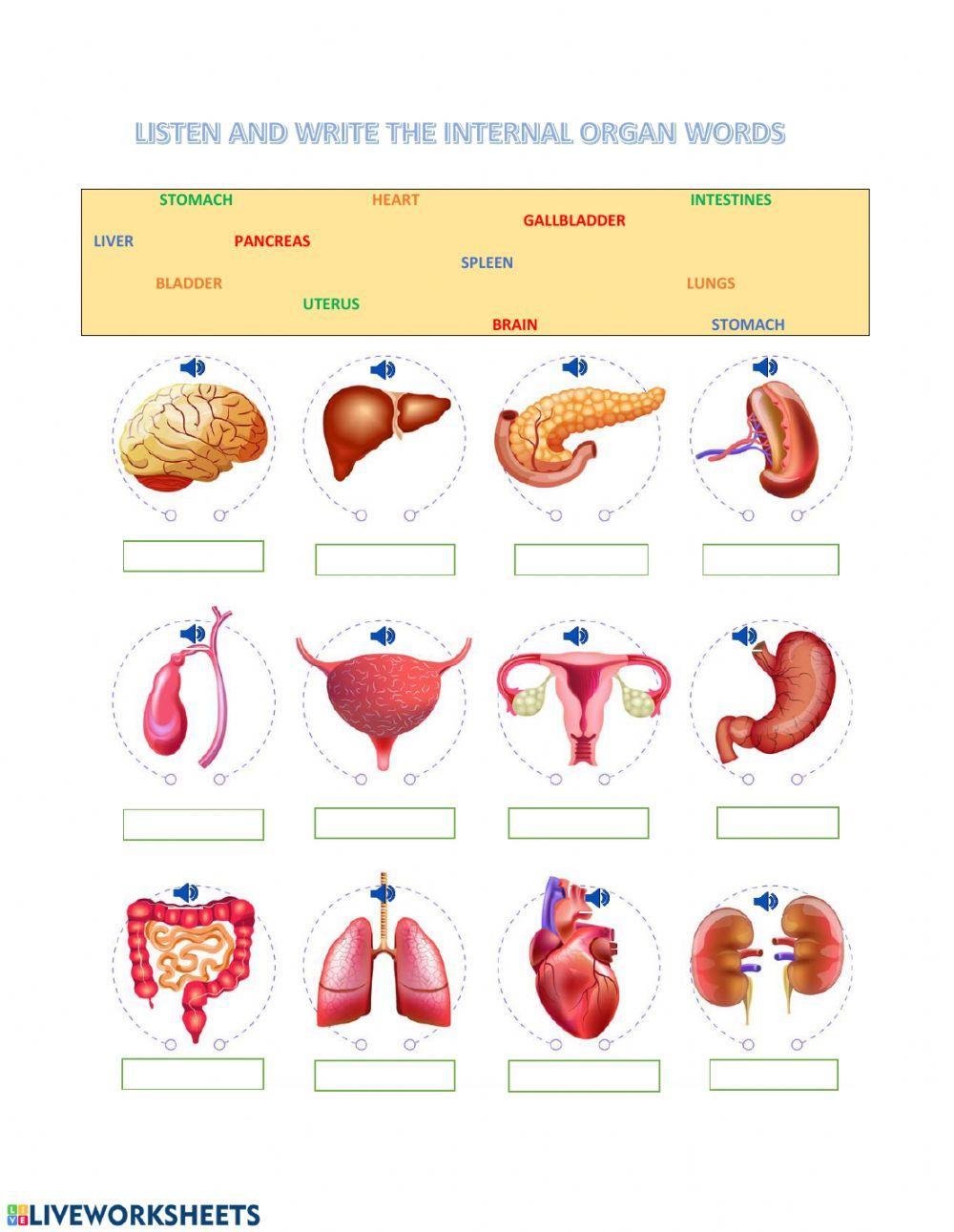 Listen and Write the words for the Internal Organs