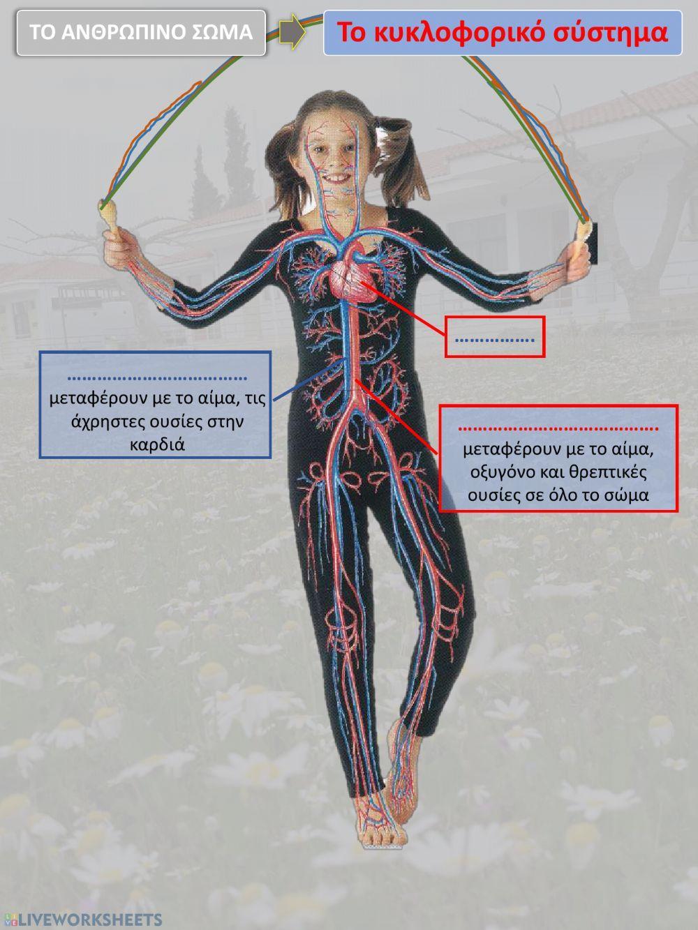 Το κυκλοφορικό και το αναπνευστικό σύστημα