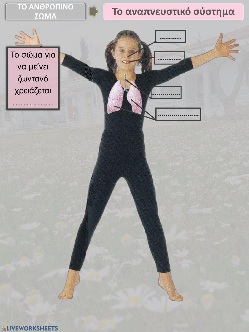 Το κυκλοφορικό και το αναπνευστικό σύστημα