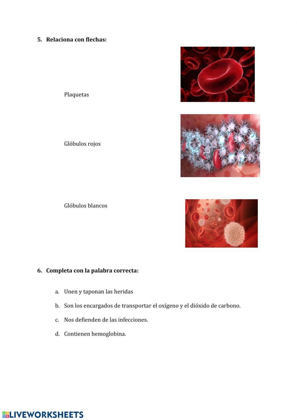 Aparato circulatorio