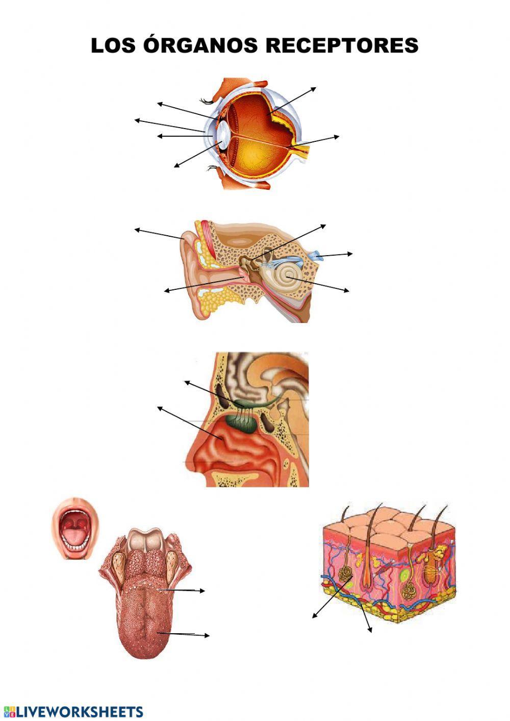 Los órganos receptores