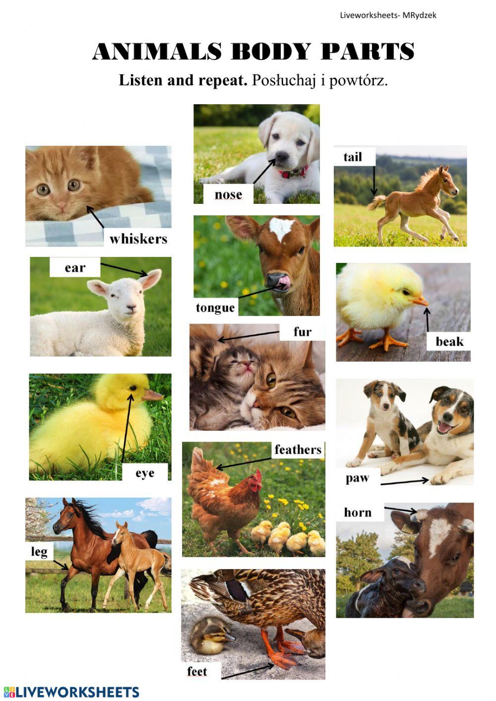 Animals- body parts