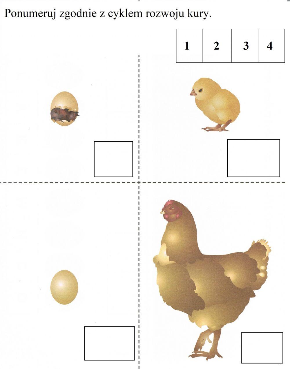 Cykl rozwoju kurczaka