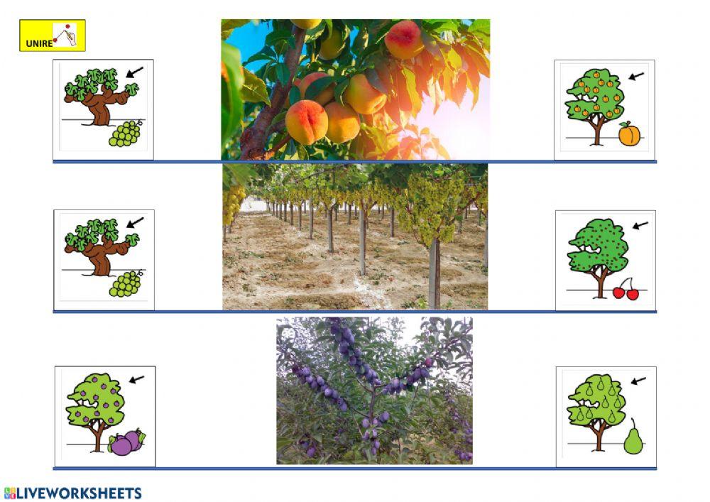 La vite, gli alberi da frutto