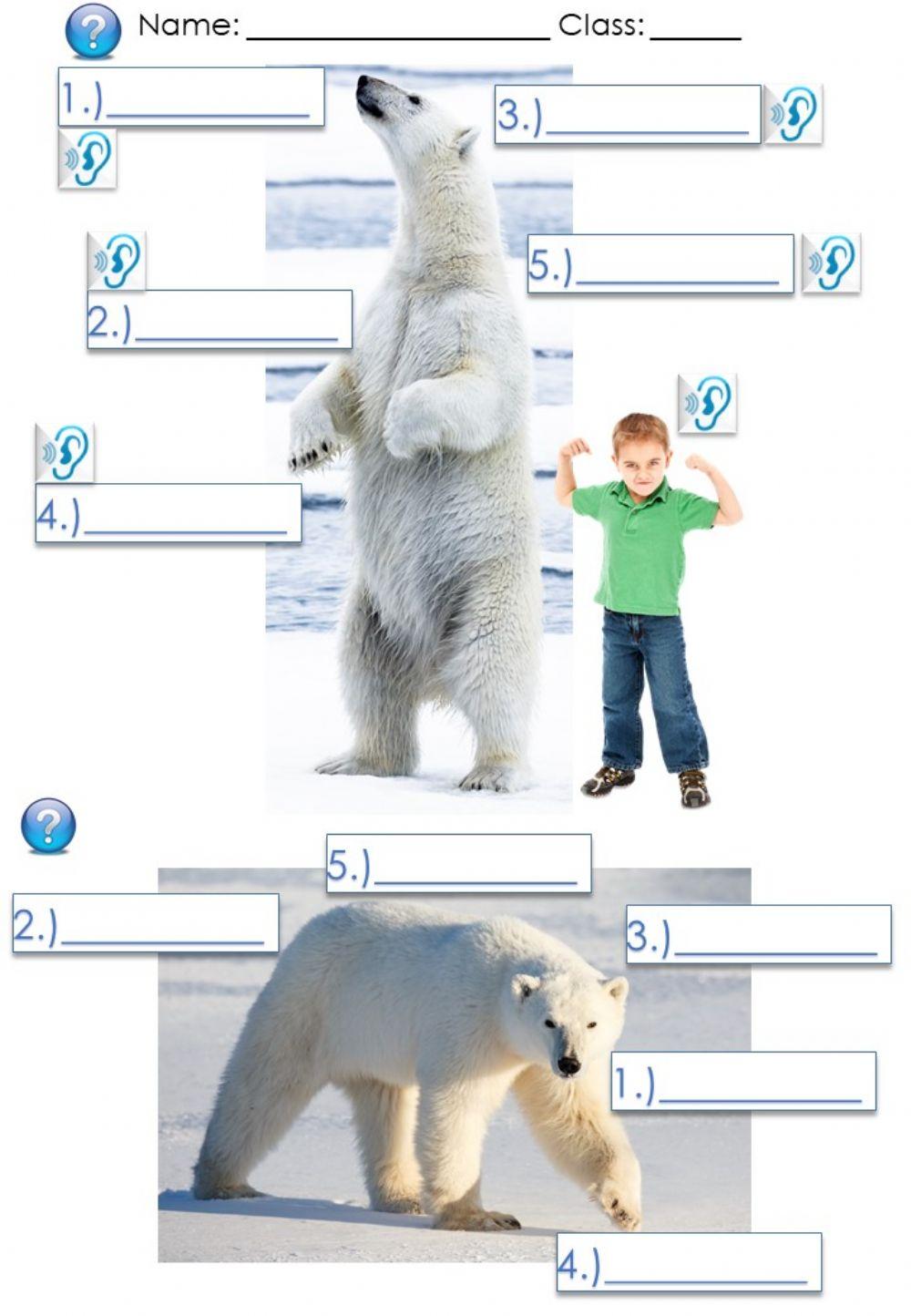 Polar Bears Page 2
