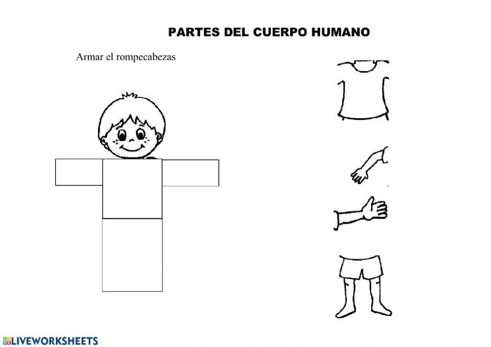 Cuerpo humano