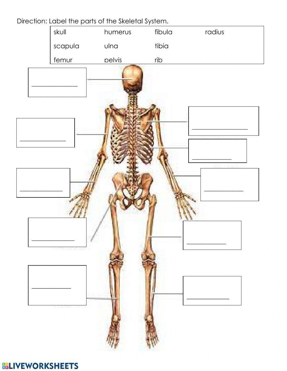 Skeletal System