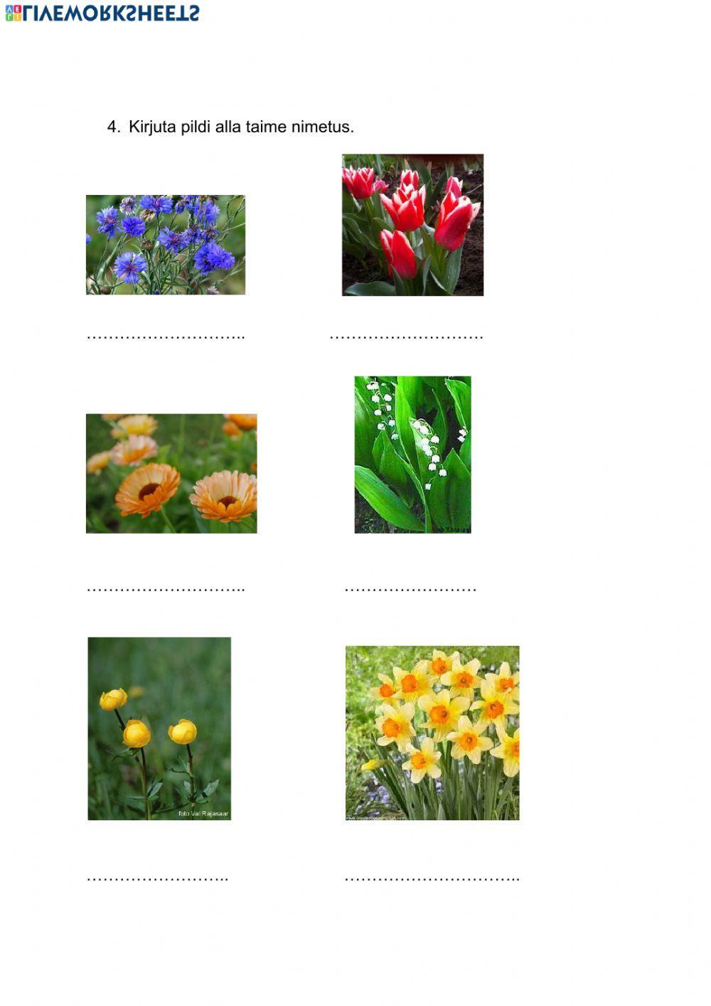 Iseseisev töö 2. kl