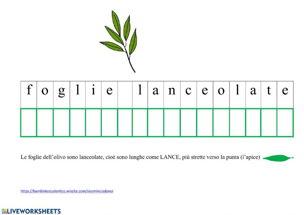 Le piante: l' olivo