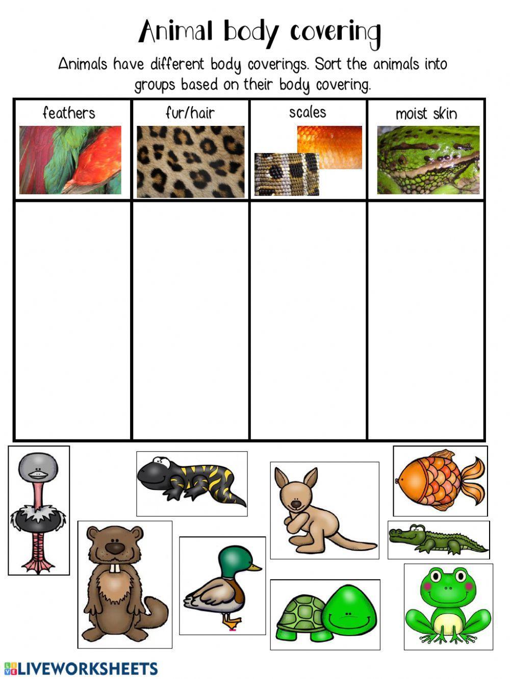Animal Body Covering Classifcation Animal Body Covering Classifcation