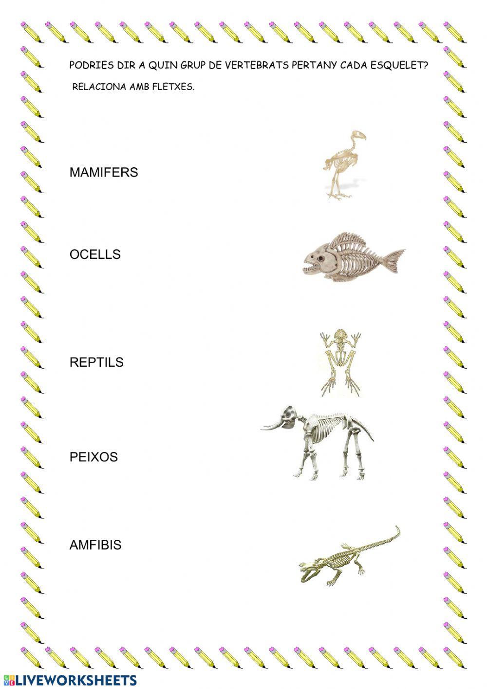 Relaciona familia-esquelet animal