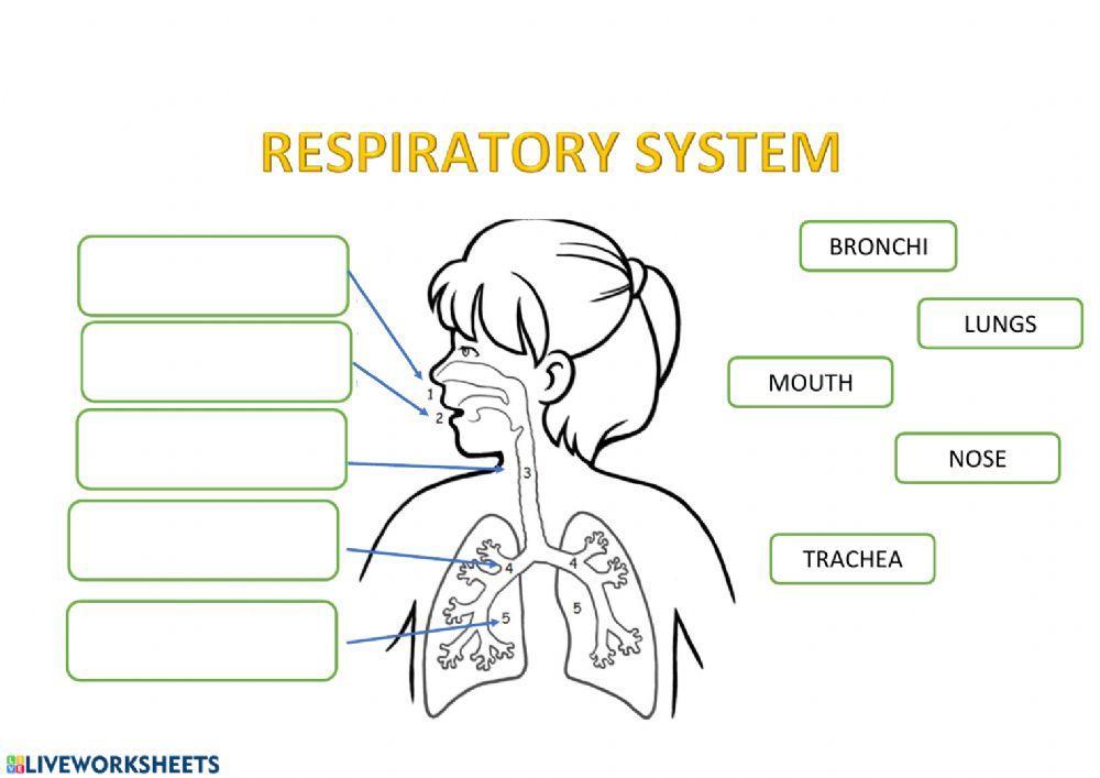 Respiratory System Parts For Kids Biology Diagrams