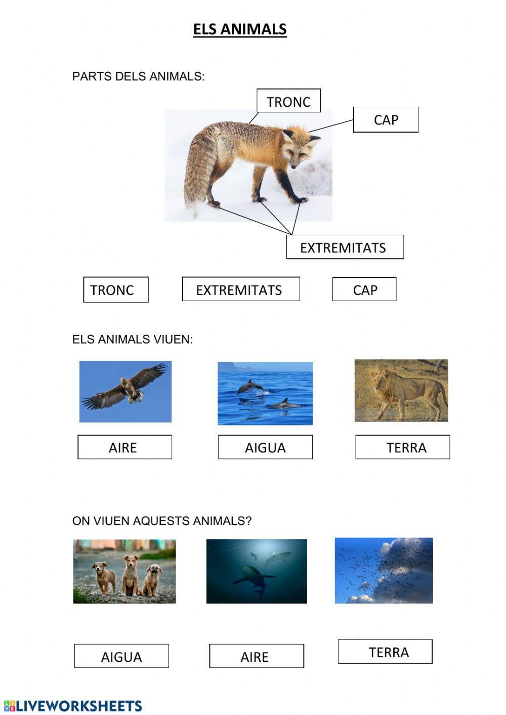Recorda animals vertebrats