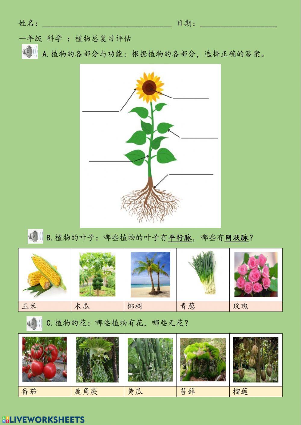 一年级 植物 复习