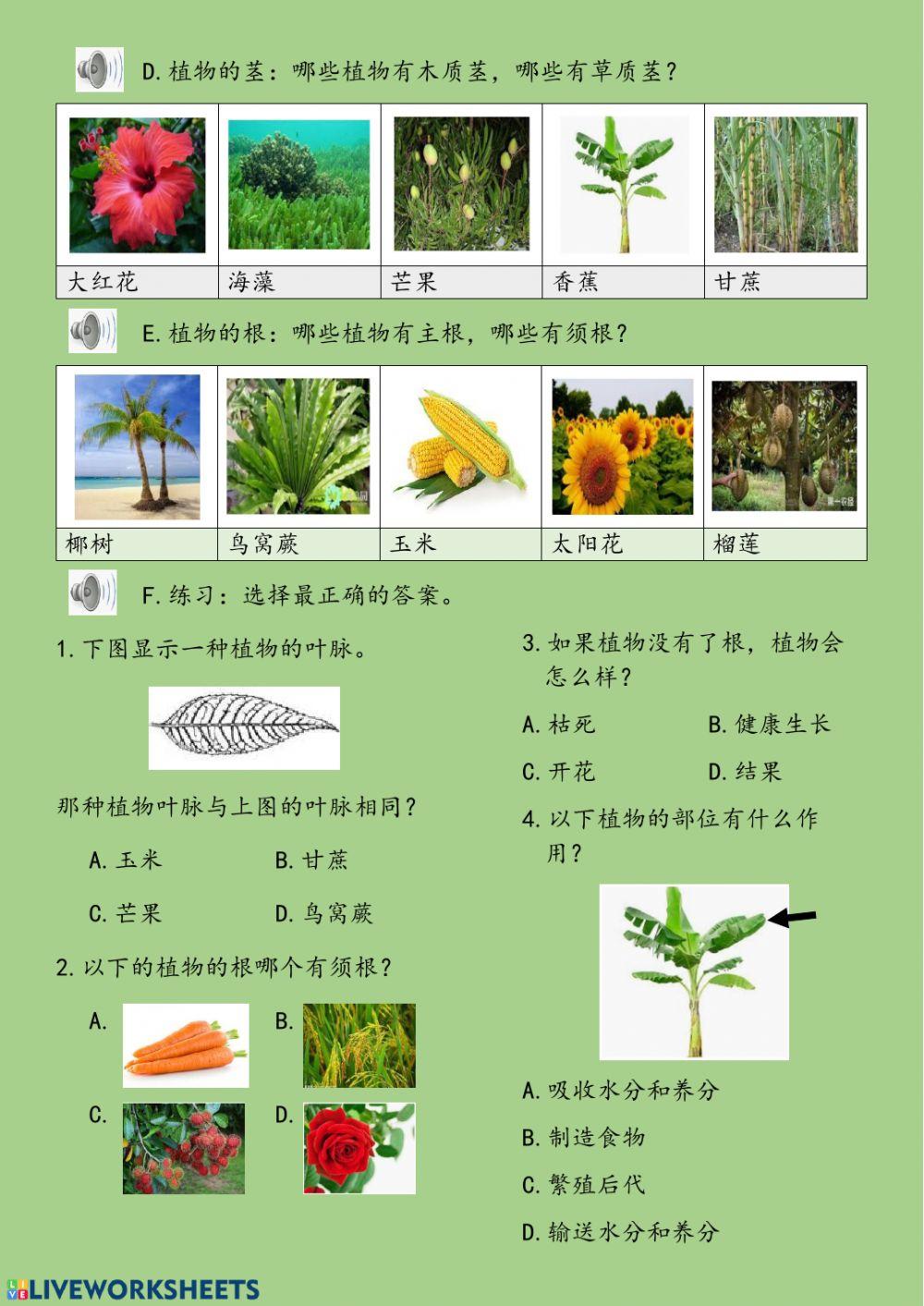 一年级 植物 复习