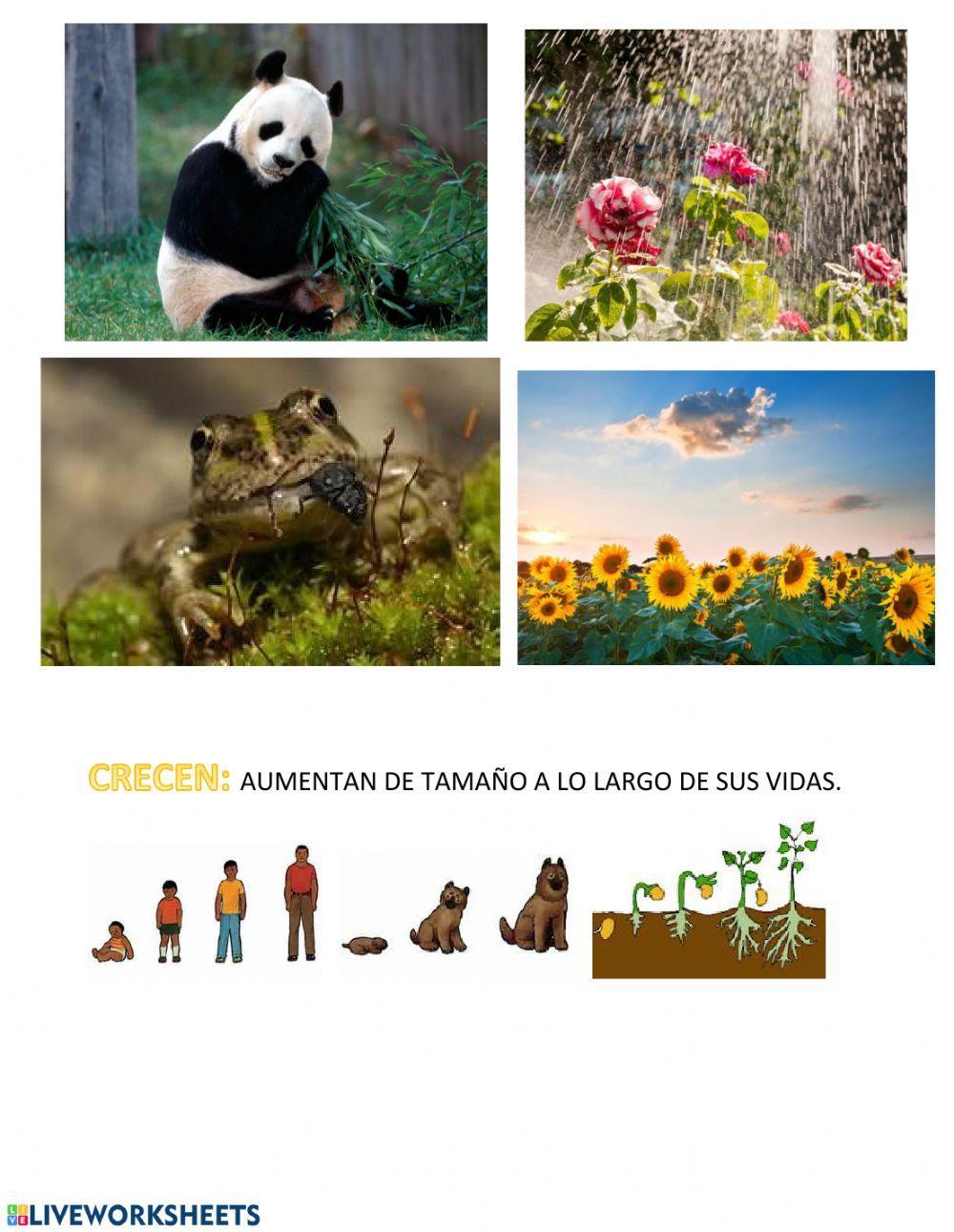 Características de los seres vivos