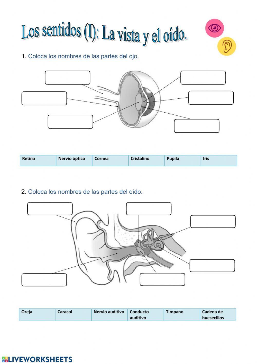 Los sentidos: vista y oído