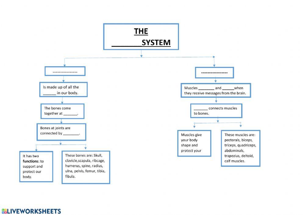 Unit 2 Locomotor system-Complete the scheme