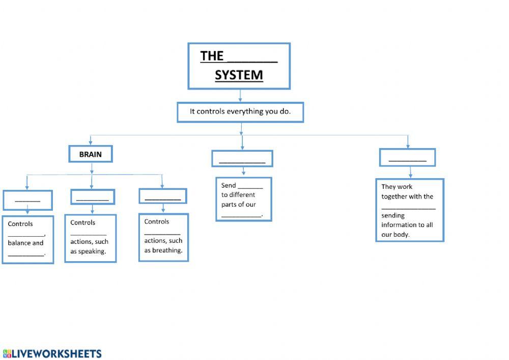Unit 2 Nervous System Scheme-Complete
