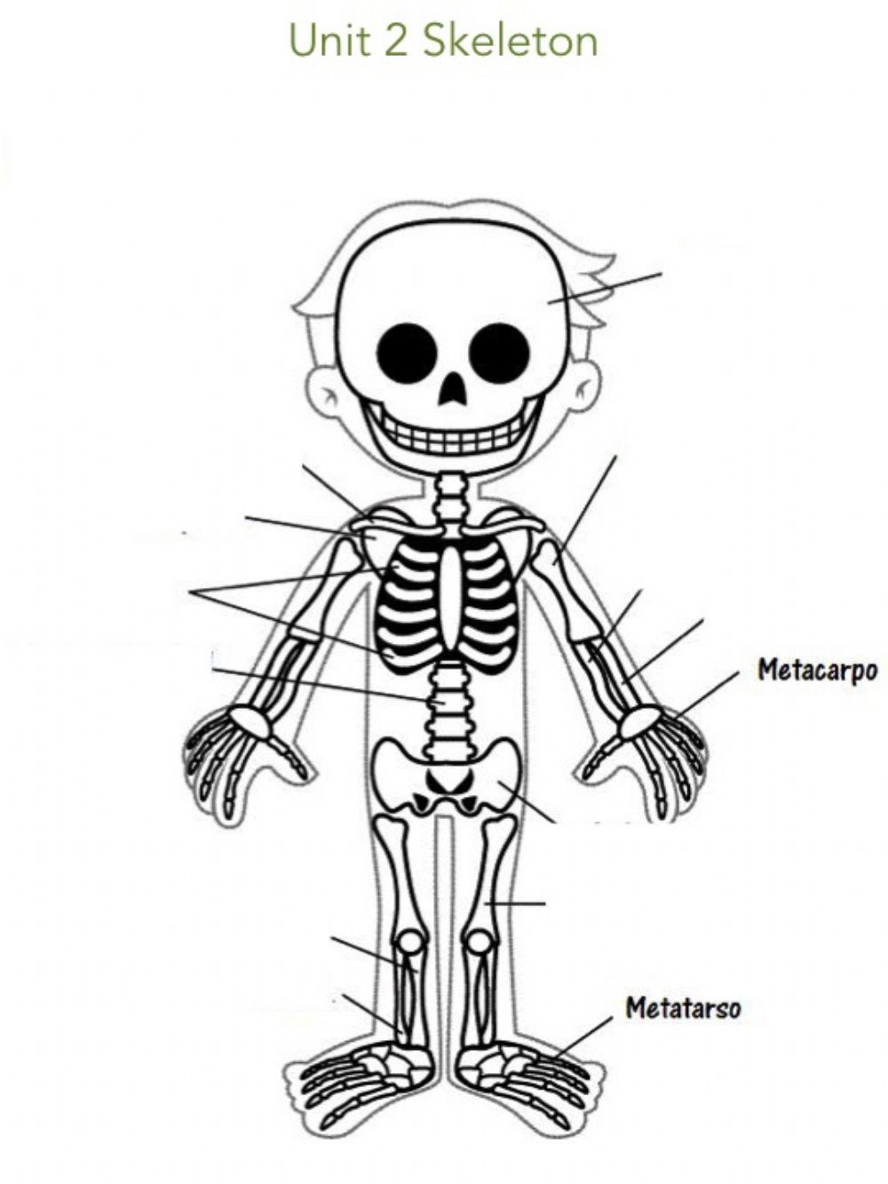 Unit 2 Skeleton