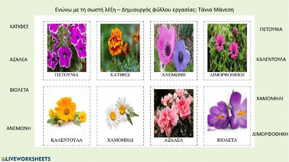 Λουλούδια της άνοιξης - Δημιουργός φύλλου εργασίας: Τάνια Μάνεση