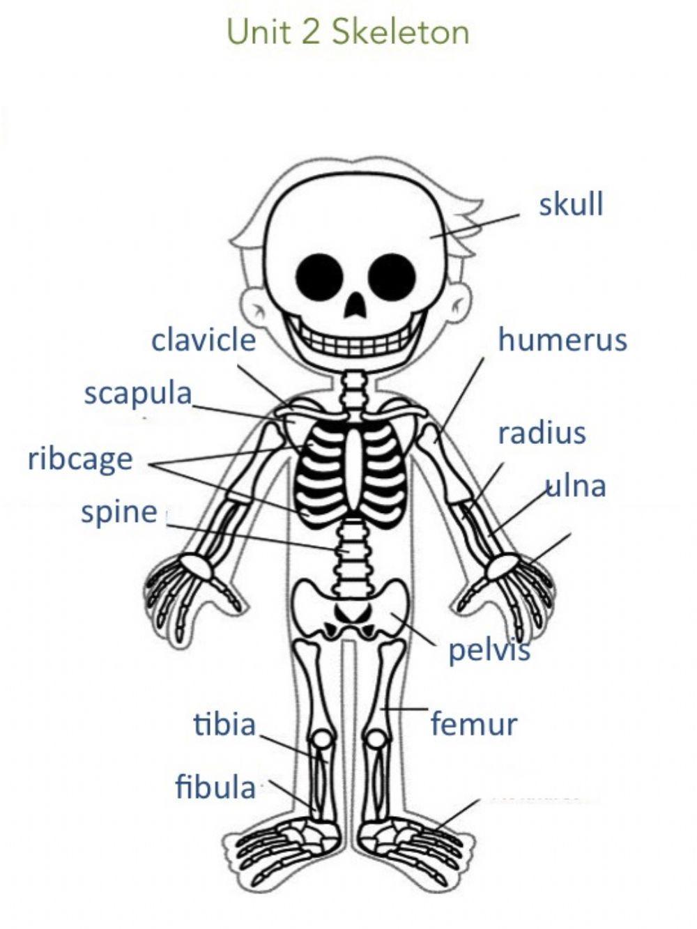 Unit 2 Skeleton Information
