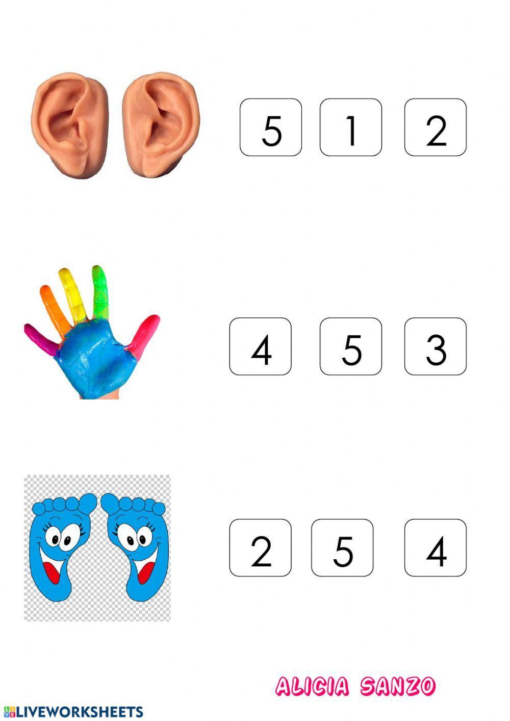 Conteo partes del cuerpo