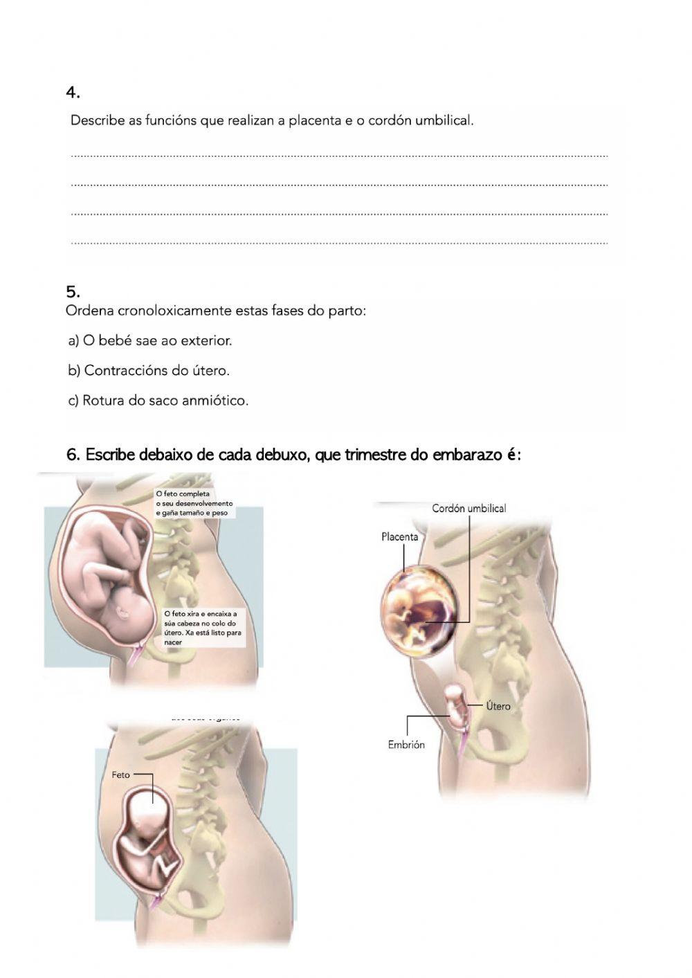Os procesos da reproducción humana